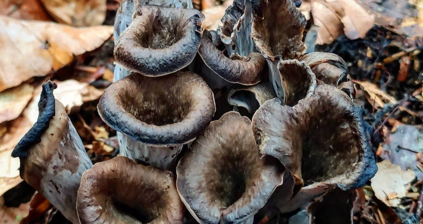 Cuisson de la trompette de la mort Chasseurs de champignons