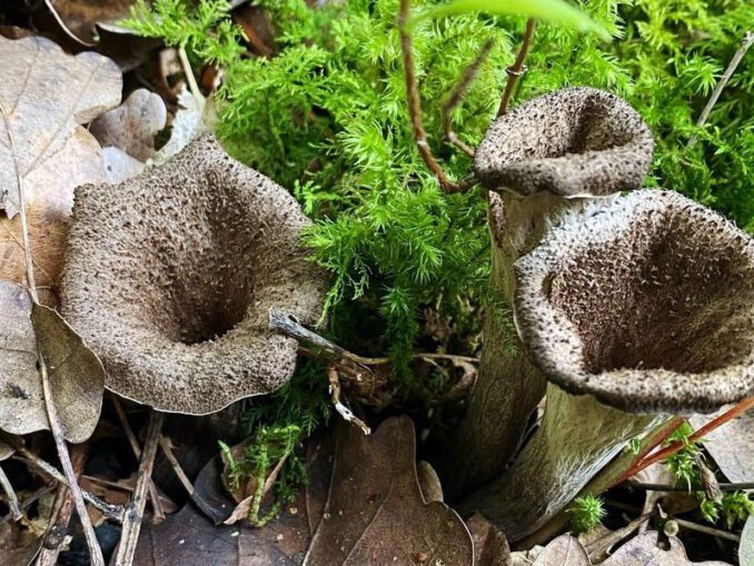 Comment Faire Cuire Des Trompettes De La Mort www.chasseursdechampignons.com