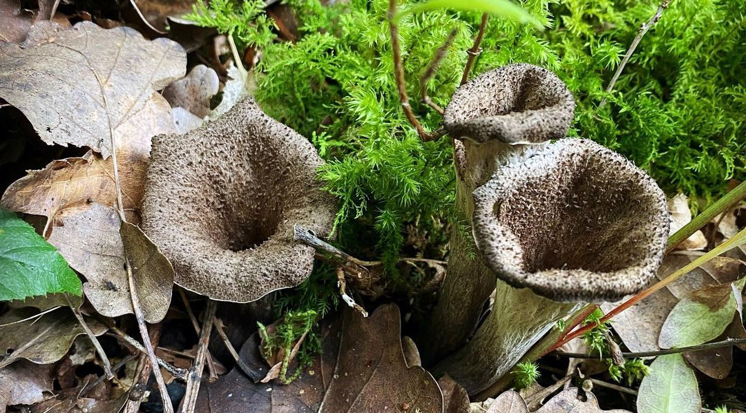 Comment Congeler Des Trompettes De La Mort Fraîches Comment conserver des trompettes de la mort - Chasseurs de champignons