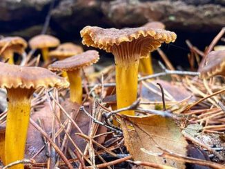 La chanterelle, facile à reconnaître