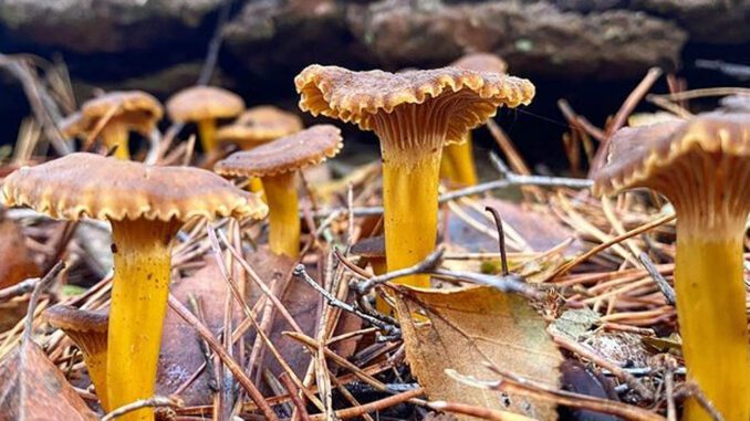 La chanterelle, facile à reconnaître