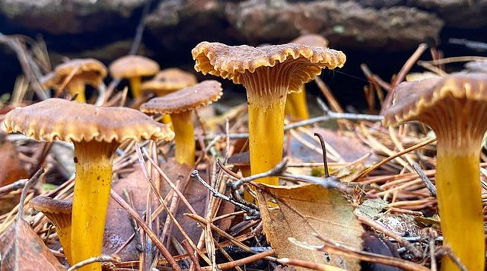 La chanterelle, facile à reconnaître