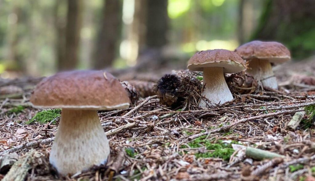 Les champignons d'Automne par excellence, les cèpes