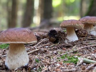 Les champignons d'Automne par excellence, les cèpes