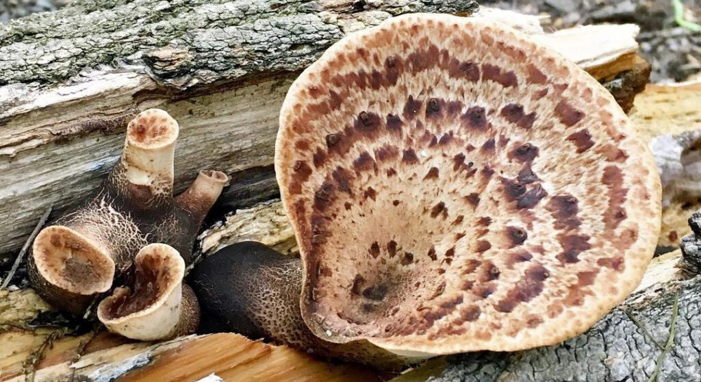 Polypore écailleux sur bois mort