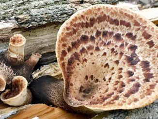 Polypore écailleux sur bois mort