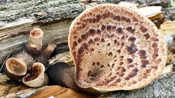 Polypore écailleux sur bois mort