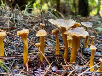 Sous quel arbre pousse la chanterelle