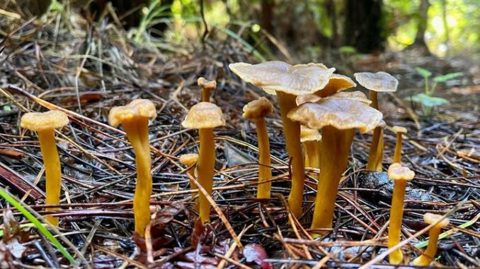 Sous quel arbre pousse la chanterelle