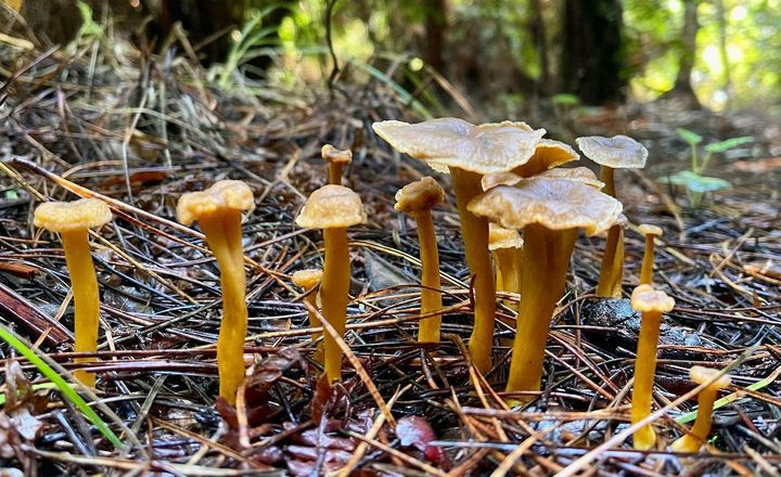 Sous quel arbre pousse la chanterelle