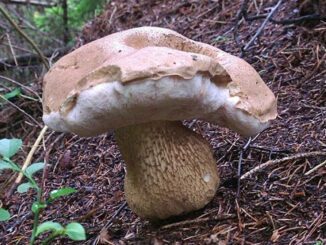 Un bolet amer (Tylopilus felleus)