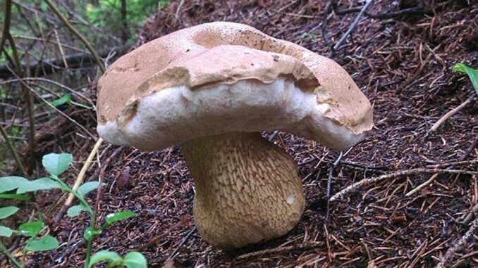 Un bolet amer (Tylopilus felleus)