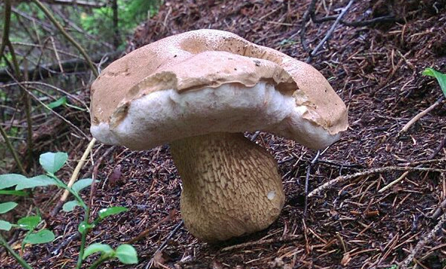 Un bolet amer (Tylopilus felleus)