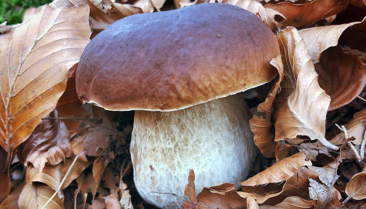 Reconnaître le cèpe de Bordeaux - Chasseurs de champignons