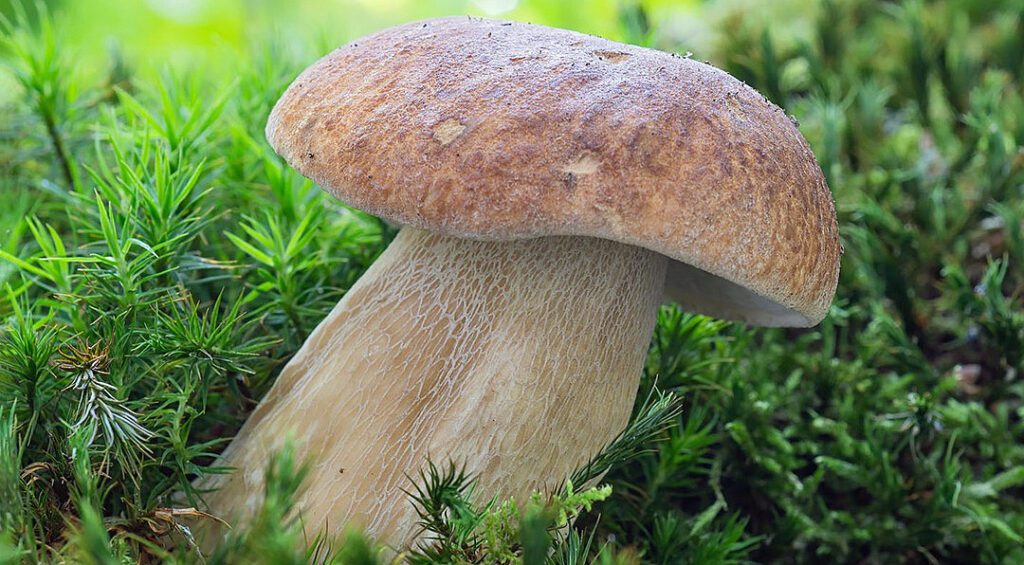 Un cèpe d'été dans la mousse, très facile à reconnaître