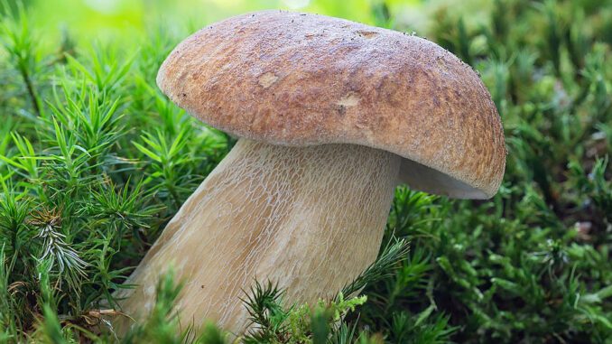 Un cèpe d'été dans la mousse, très facile à reconnaître