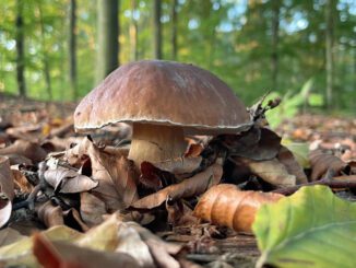 Un cèpe qui nécessite peu d'être épluché