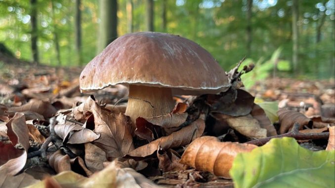 Un cèpe qui nécessite peu d'être épluché