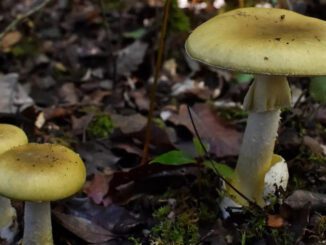 Un champignon mortel (amanita phalloides) qu'on peut toucher sans problème