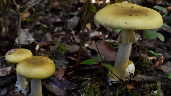 Un champignon mortel (amanita phalloides) qu'on peut toucher sans problème