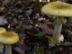 Un champignon mortel (amanita phalloides) qu'on peut toucher sans problème