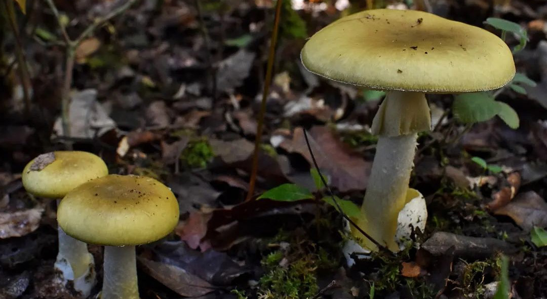 Peut-on toucher un champignon mortel ? - Chasseurs de champignons
