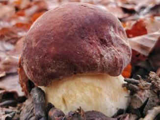 Un jeune cèpe des pins, facile à identifier