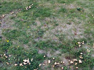 Un rond de sorcière de champignons