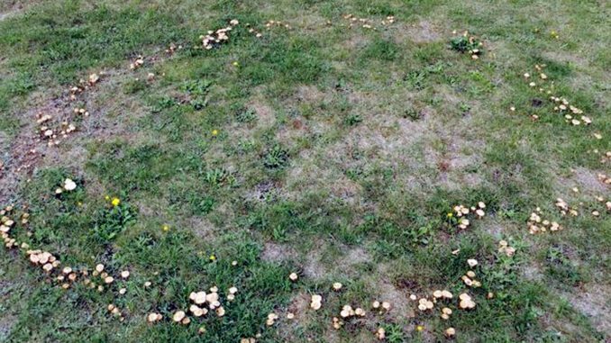 Un rond de sorcière de champignons