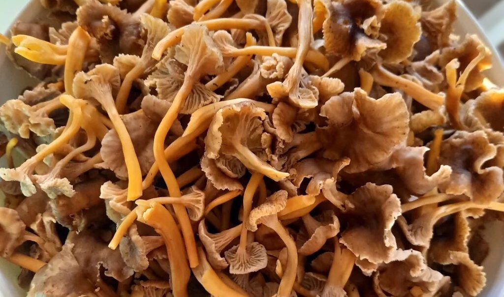 comment conserver des chanterelles