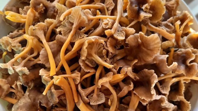 comment conserver des chanterelles