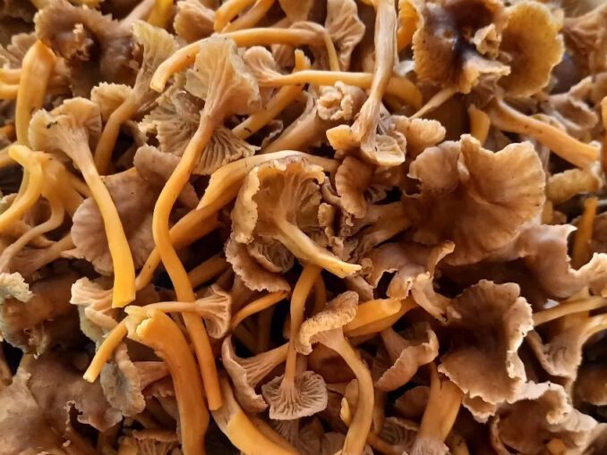 Comment congeler des chanterelles Chasseurs de champignons