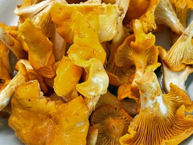 Girolle grise tout savoir Chasseurs de champignons
