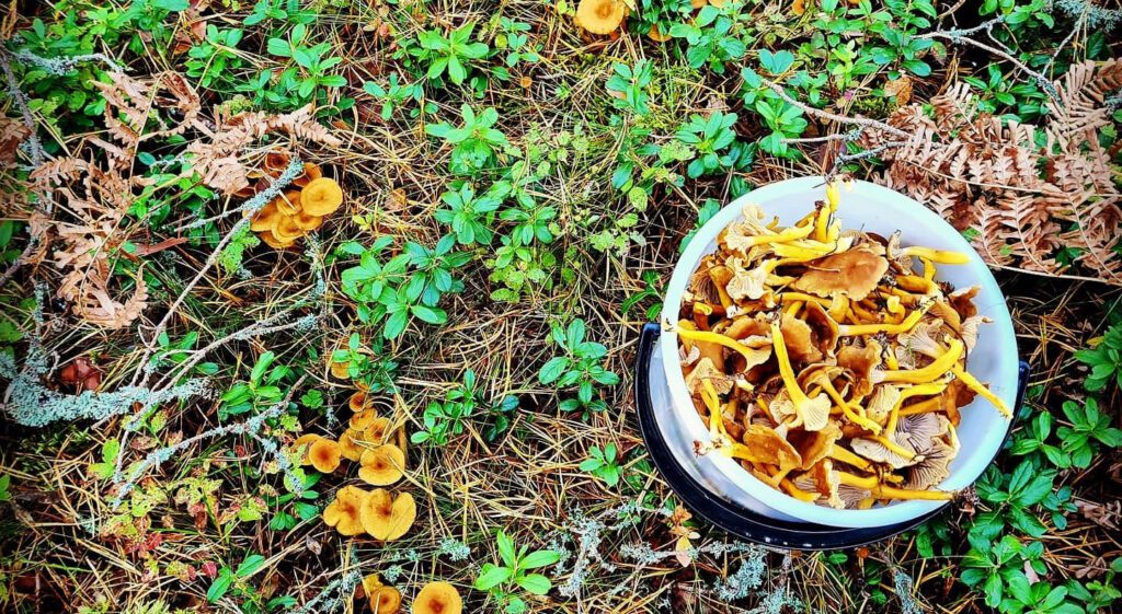 nutrition et calorie de la chanterelle