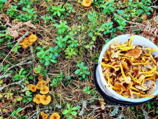 nutrition et calorie de la chanterelle