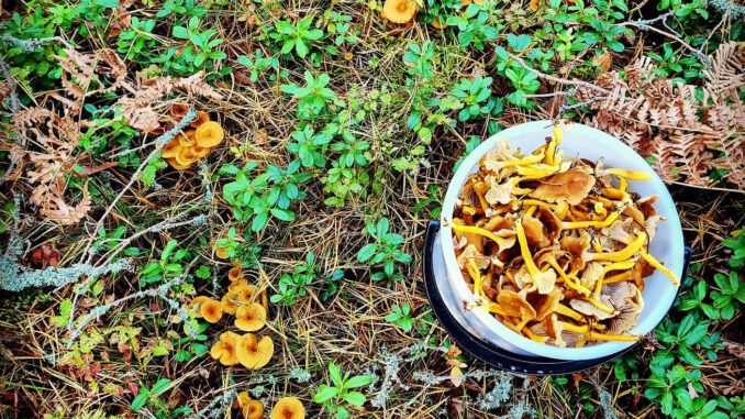 nutrition et calorie de la chanterelle