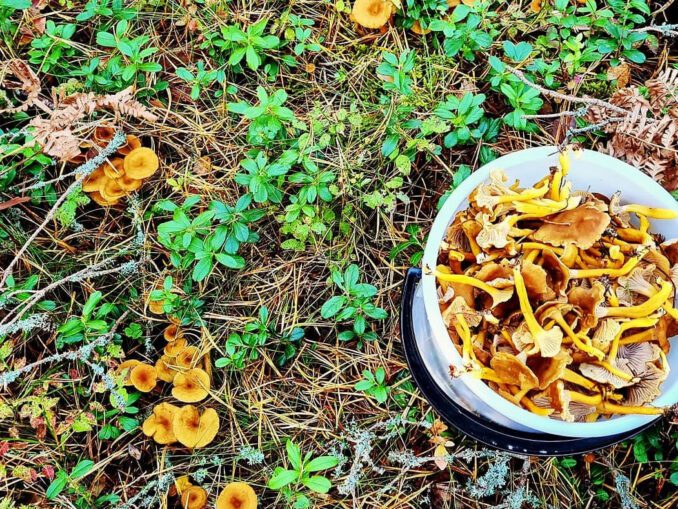 Comment faire sécher des chanterelles ? Chasseurs de champignons