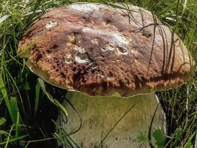 Un cèpe jaune ? - Chasseurs de champignons