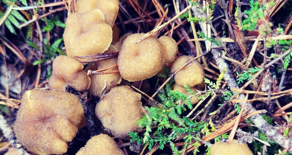 Des chanterelles en tube, les champignons d'Hiver par excellence