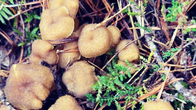 Des chanterelles en tube, les champignons d'Hiver par excellence