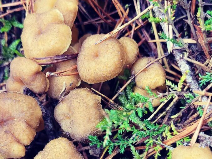 Comment réhydrater des morilles ? Chasseurs de champignons