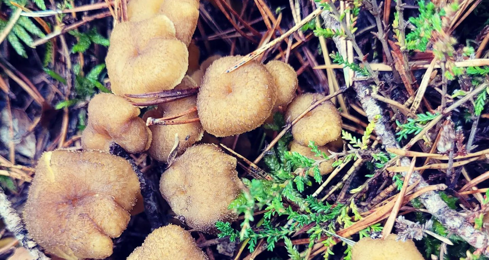 Champignons d&amp;#39;Hiver (Décembre, Janvier, Février) - Chasseurs de champignons