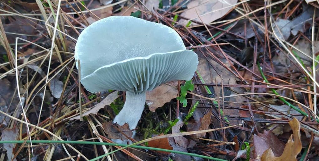 Un exemplaire classique de clitocybe odorant