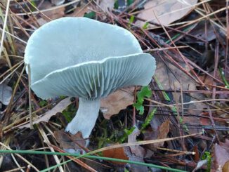 Un exemplaire classique de clitocybe odorant