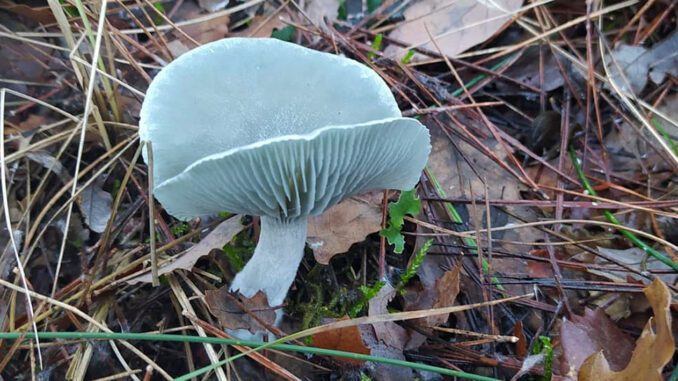 Un exemplaire classique de clitocybe odorant