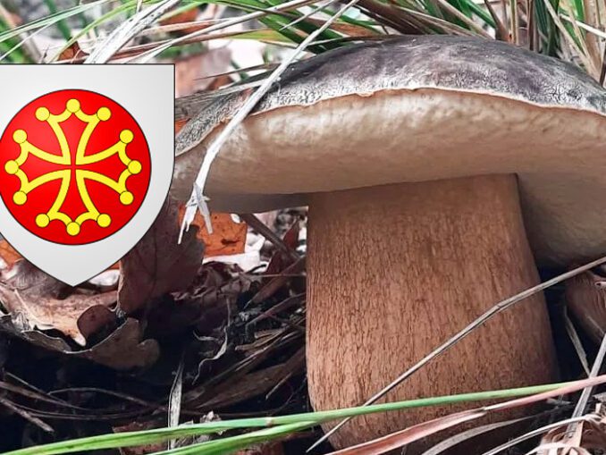 Coins à champignons en Isère - Chasseurs de champignons