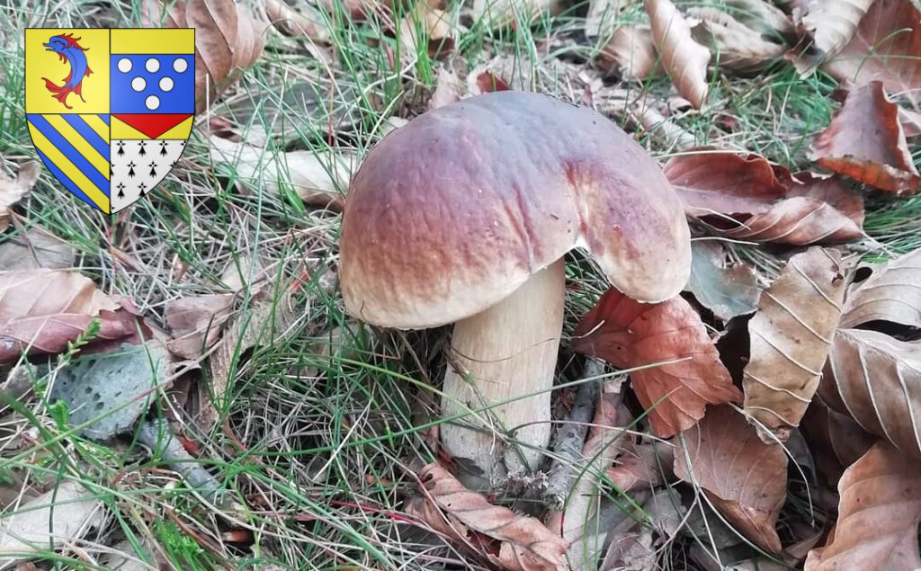 Coins à champignons dans la Drôme (26)