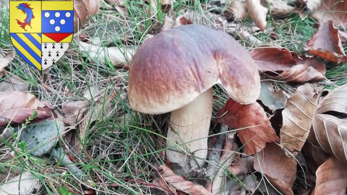 Coins à champignons dans la Drôme (26)