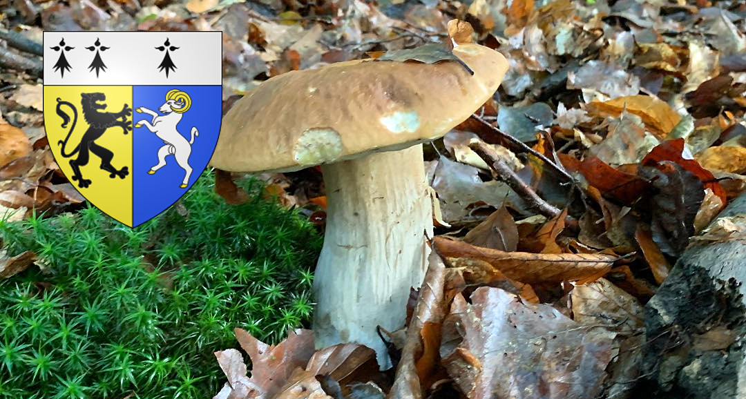 Coins à champignons dans le Finistère (29) Chasseurs de champignons — free download