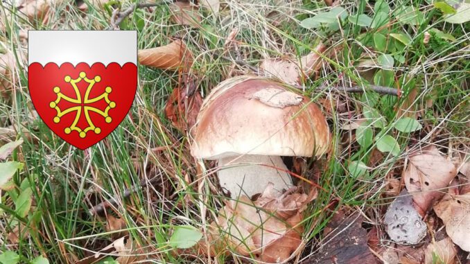 Coins à champignons dans le Gard (30)